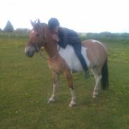 Anden særlig race Bonansa