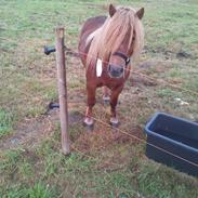 Shetlænder bandit / ditten