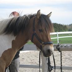 Anden særlig race • Amigo