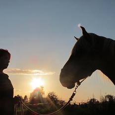 Tyroler Haflinger ICE RØGTERGÅRD
