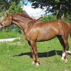 Anden særlig race Westsite Kalimero