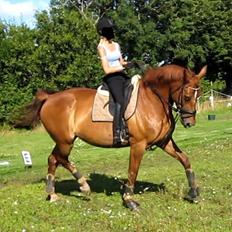 Anden særlig race Westsite Kalimero