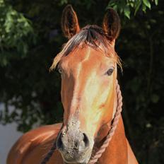 Anden særlig race Uldahls Sweet Escape