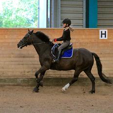 Anden særlig race Emil *SØSTERS*