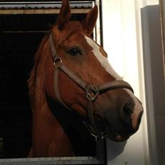 Palomino Destiny af dyrehavegård