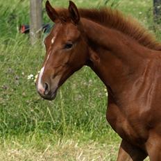 Knabstrupper Alaiiah Korsholm