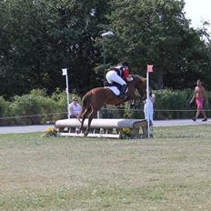 Anden særlig race Barcardi