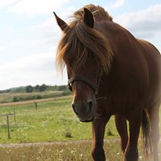 Anden særlig race Barcardi