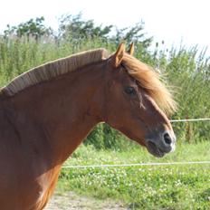 Anden særlig race Barcardi