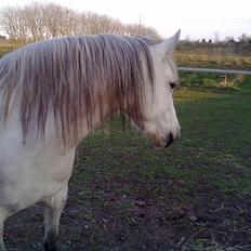 Welsh Pony (sec B) Lady Mary