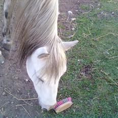 Welsh Pony (sec B) Lady Mary