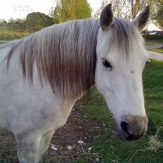 Welsh Pony (sec B) Lady Mary