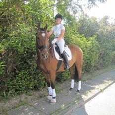 Anden særlig race Gypsy Bally