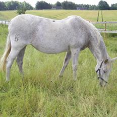 Pura Raza Española Umbela