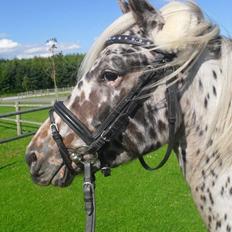 Knabstrupper Rughvens Flint