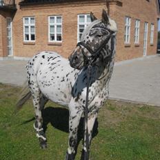 Knabstrupper Rughvens Flint