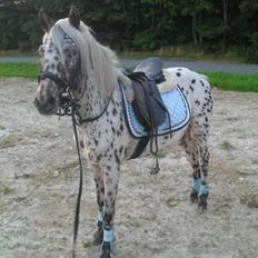 Knabstrupper Rughvens Flint