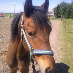 New Forest Roløkke Tuscan