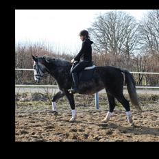 Anden særlig race Cara - SOLGT