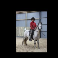 Anden særlig race Welsh mountain Mille SOLGT