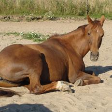 Anden særlig race Lærke