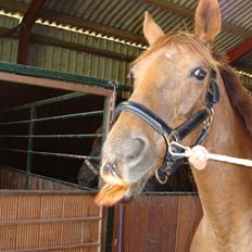 Anden særlig race Lærke