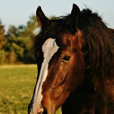 Oldenborg Birkely's Lantana