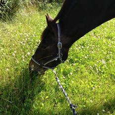 New Forest Bjørndals Silhuet