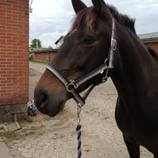 New Forest Bjørndals Silhuet