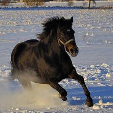 New Forest Bjørndals Silhuet