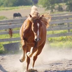 New Forest Fencer Blue Skønager