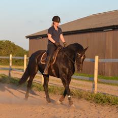 Dansk Varmblod Ducati