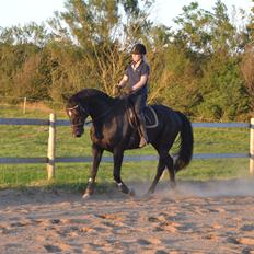 Dansk Varmblod Ducati