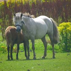 Anden særlig race Flicka