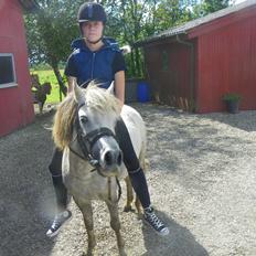 Anden særlig race Flicka