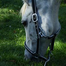 Anden særlig race Miggi