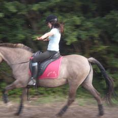 Konik Polski Putte Futte