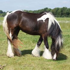 Irish Cob Bisgaards Norah