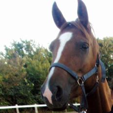 Anden særlig race Leia