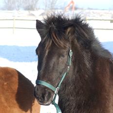 Islænder Glæsir Fra Tvis R.I.P :'( 