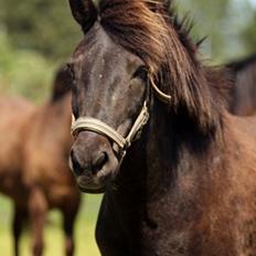 Islænder Glæsir Fra Tvis R.I.P :'( 
