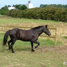 Islænder Glæsir Fra Tvis R.I.P :'( 