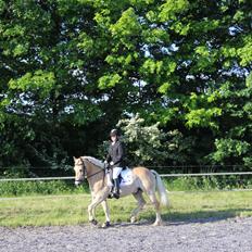 Haflinger Asterix