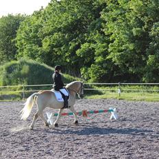 Haflinger Asterix