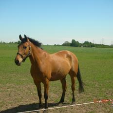 Anden særlig race Prins Charman ( Tidl hest)