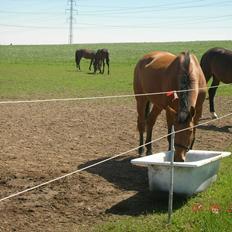 Anden særlig race Prins Charman ( Tidl hest)