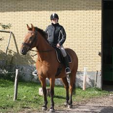 Anden særlig race Prins Charman ( Tidl hest)