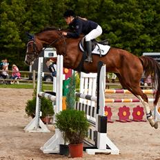 Tysk Oldenburger Gørklitgårds Octana