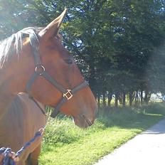 Oldenborg Horsmarks Unella