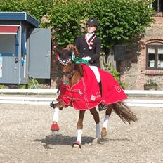 Hollandsk Sportspony Vegelin's Goya